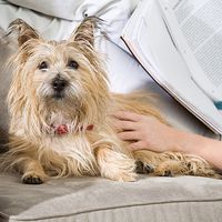 Massage für Hunde