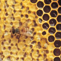 Bienenhaltung – Die ersten Schritte bis zur Anschaffung