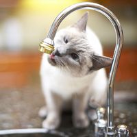 Die Katze baden? So klappt es!