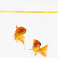 Forscher züchten Goldfische mit durchsichtiger Haut