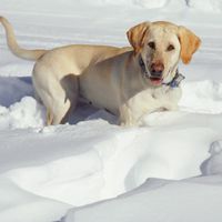 Die richtige Pflege für Hunde im Winter