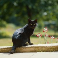 Welche Pflanzen sind für Katzen giftig?