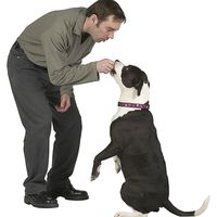 Grundregeln der Hundeerziehung: Seien Sie konsequent!