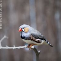 Zebrafinken – gesellige und robuste Ziervögel