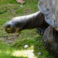 Das richtige Zuhause für Landschildkröten