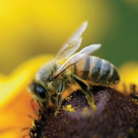 Was ist die richtige Ernährung für Bienen?