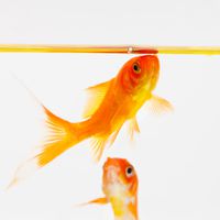 Der gewöhnliche Goldfisch: Haltung im Teich und im Aquarium