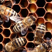 Bienenhaltung: Behausung und Standort