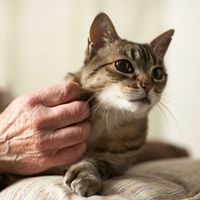 Einkaufsliste: Das braucht Ihre Katze!