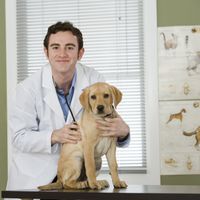Krebs bei Hunden: Was bringt der RECAF-Test?
