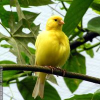 Die richtige Ernährung für Kanarienvögel