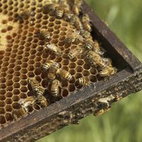 Bienenhaltung: Der Kauf der Bienen