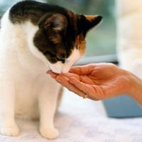 Katzen heilen mit Homöopathie