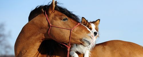 Treffpunkt Internet: Information, Rat und Austausch für Tierfreunde