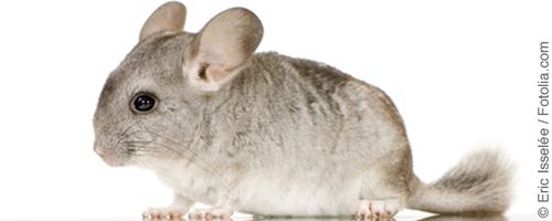 Chinchillas brauchen Platz: der richtige Käfig