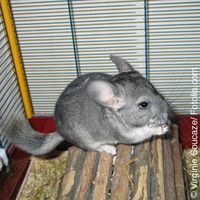 Was fressen Chinchillas?