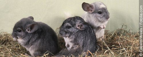 Ein, zwei, drei oder mehr Chinchillas?