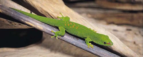 Geckos – Exoten im Terrarium