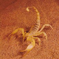 Haustiere mit todbringendem Stachel: Skorpione