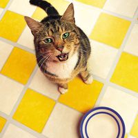 Futterzeit: Katzen manipulieren Menschen mit Klagelaut