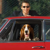 Hund im Auto: Sicherheit ein Muss