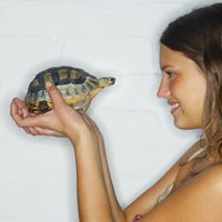 Landschildkröten - Wissenswertes zur Haltung und Pflege