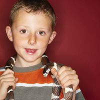 Schlangen als Haustiere - was ist beim Kauf zu beachten?