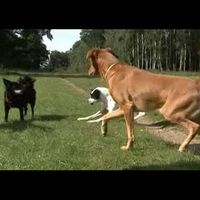 Hunde: Körpersprache beim Hund und Hundebegegnung
