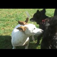 Hundeerziehung: Der Rückruf